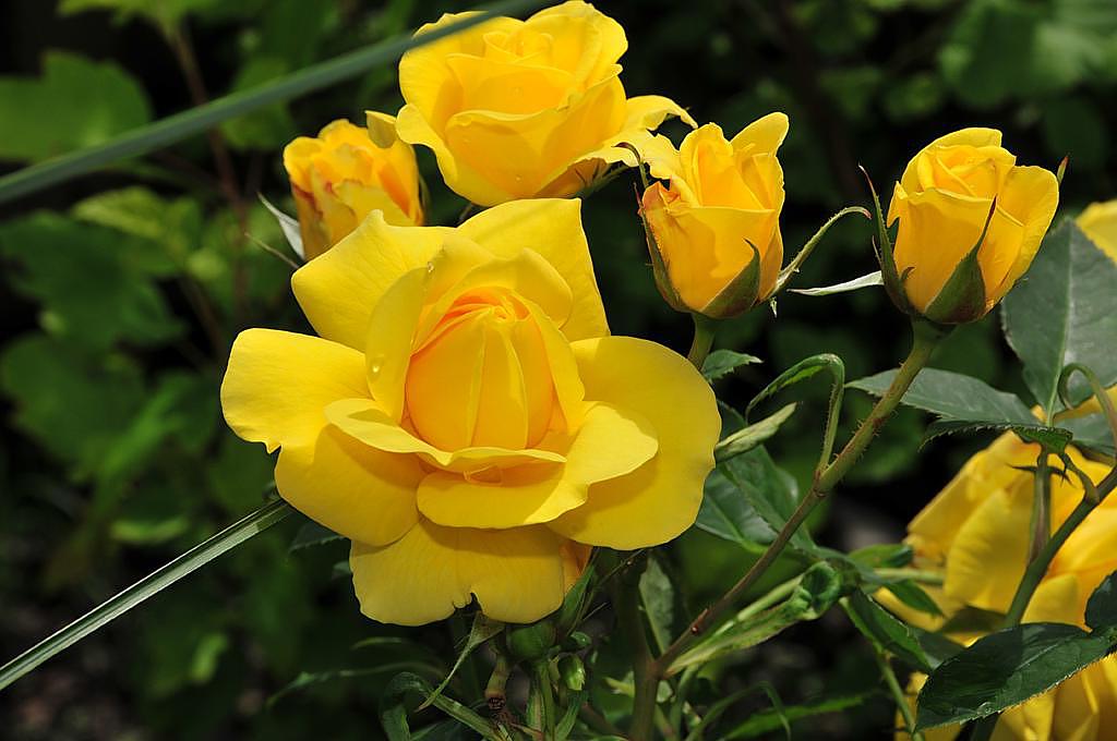 Rosen Baumschule Gartengestaltung Hofler